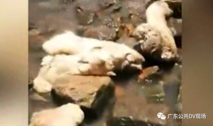 虎门海滩猪蹄来源初步查明！382 / 作者:華大夫 / 帖子ID:274087