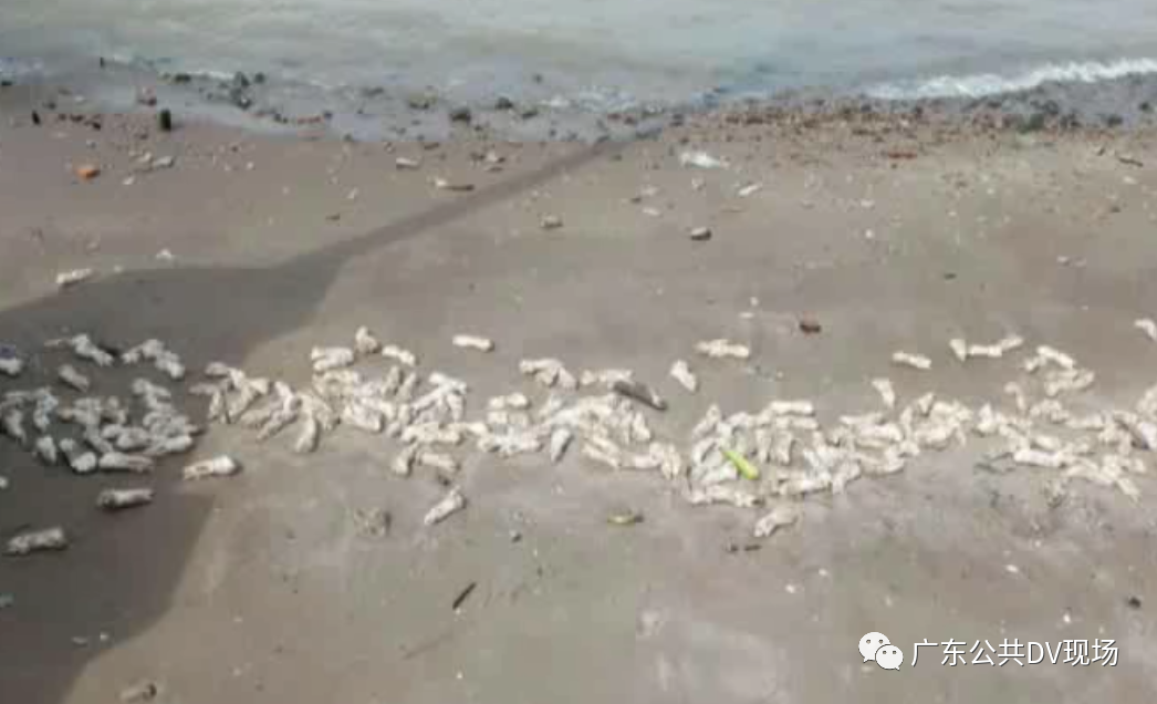虎门海滩猪蹄来源初步查明！25 / 作者:華大夫 / 帖子ID:274087