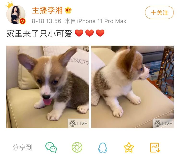 王岳伦“出轨”的那天，李湘忙着赚钱养家236 / 作者:圆月小侠 / 帖子ID:276020