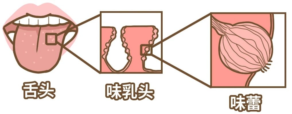 为什么菊花会被辣到，却尝不出酸甜苦咸？557 / 作者:等风十里 / 帖子ID:276120