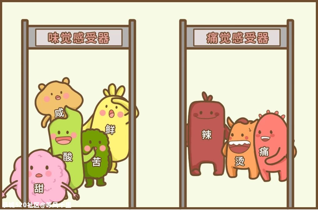 为什么菊花会被辣到，却尝不出酸甜苦咸？573 / 作者:等风十里 / 帖子ID:276120