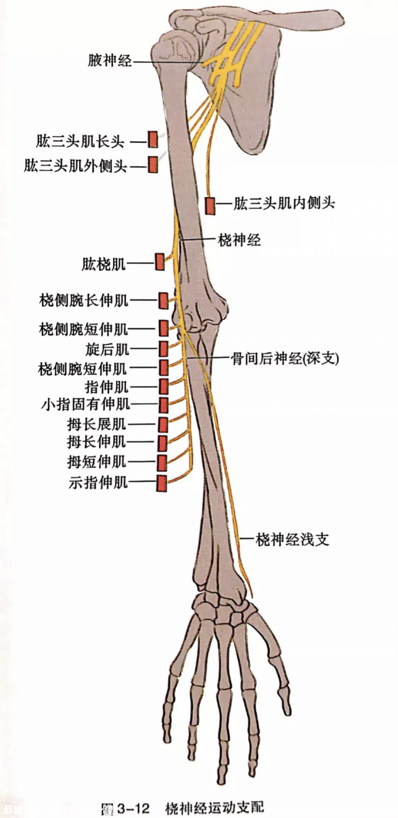 别大意！22岁小伙一觉睡醒“手残”了！竟是因为这个动作830 / 作者:等风十里 / 帖子ID:276279