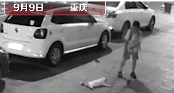 男孩凌晨进店盗窃后疯狂虐猫#，猛摔后用脚踹502 / 作者:Killua / 帖子ID:276771