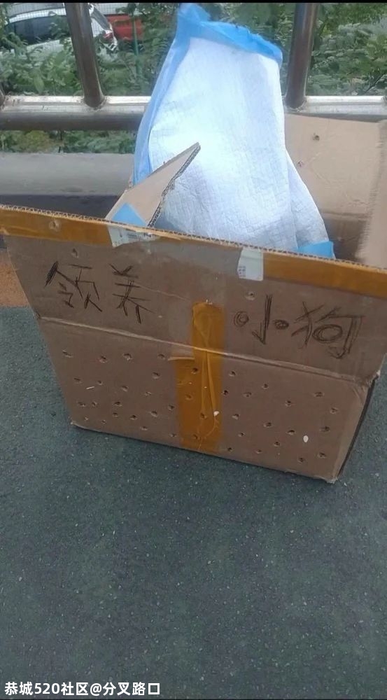 太恶劣！幼犬被裹满石膏遗弃路边，多处骨折已失明914 / 作者:分叉路口 / 帖子ID:277118