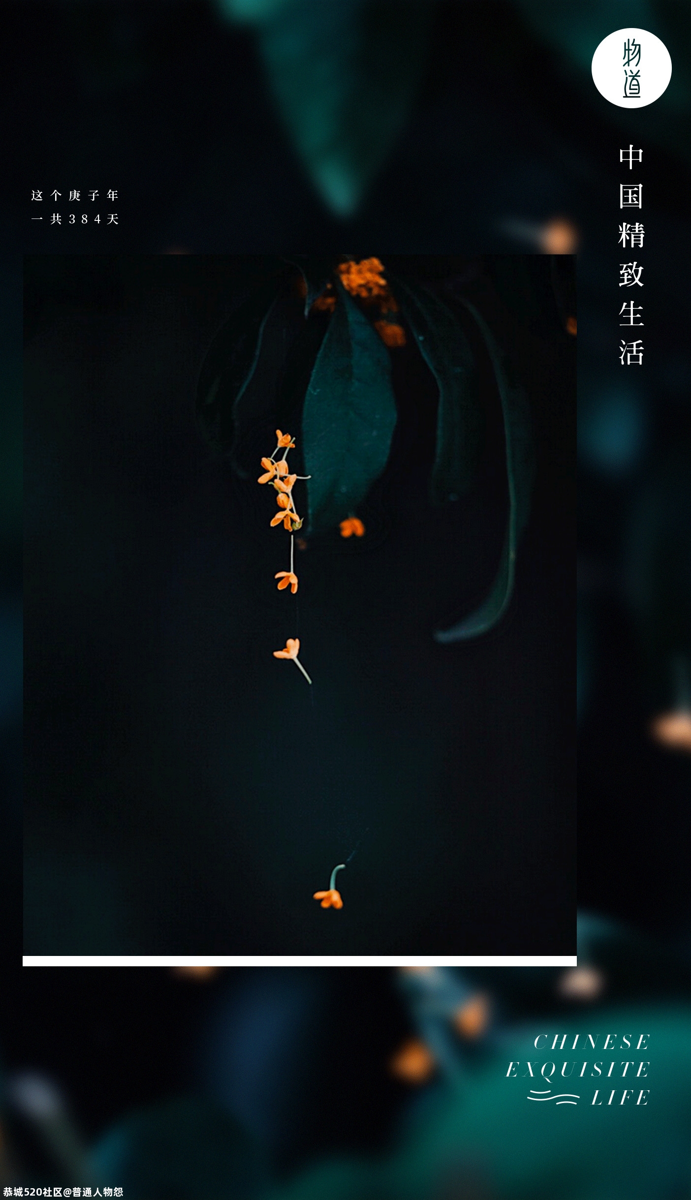 人闲桂花落，此中有静寂！977 / 作者:普通人物怨 / 帖子ID:277860