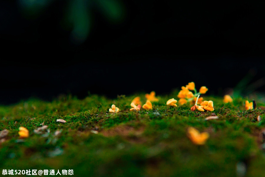 人闲桂花落，此中有静寂！281 / 作者:普通人物怨 / 帖子ID:277860
