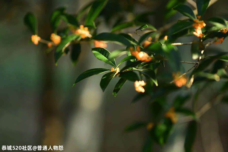 人闲桂花落，此中有静寂！936 / 作者:普通人物怨 / 帖子ID:277860