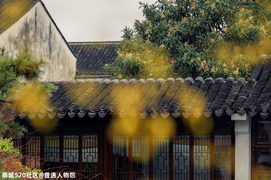 人闲桂花落，此中有静寂！341 / 作者:普通人物怨 / 帖子ID:277860