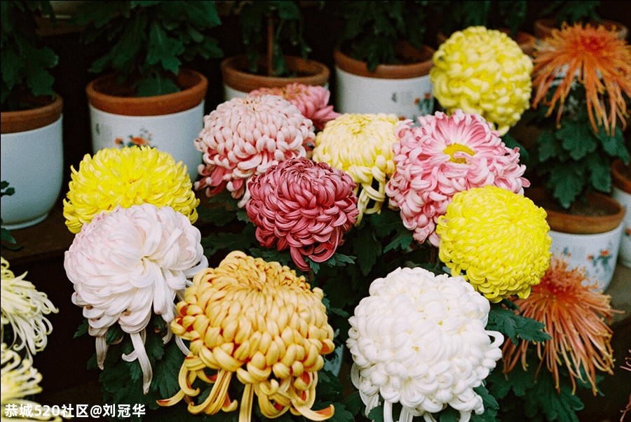 重阳｜来日并不方长，思念地久天长259 / 作者:刘冠华 / 帖子ID:278629