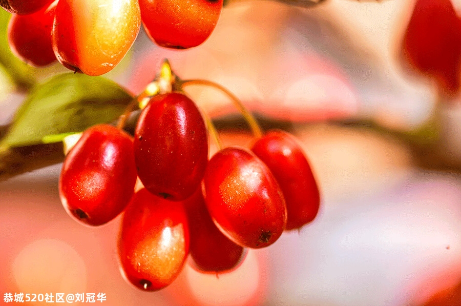 重阳｜来日并不方长，思念地久天长377 / 作者:刘冠华 / 帖子ID:278629