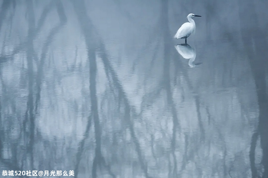 立冬｜2020年的冬天来了840 / 作者:月光那么美 / 帖子ID:279079