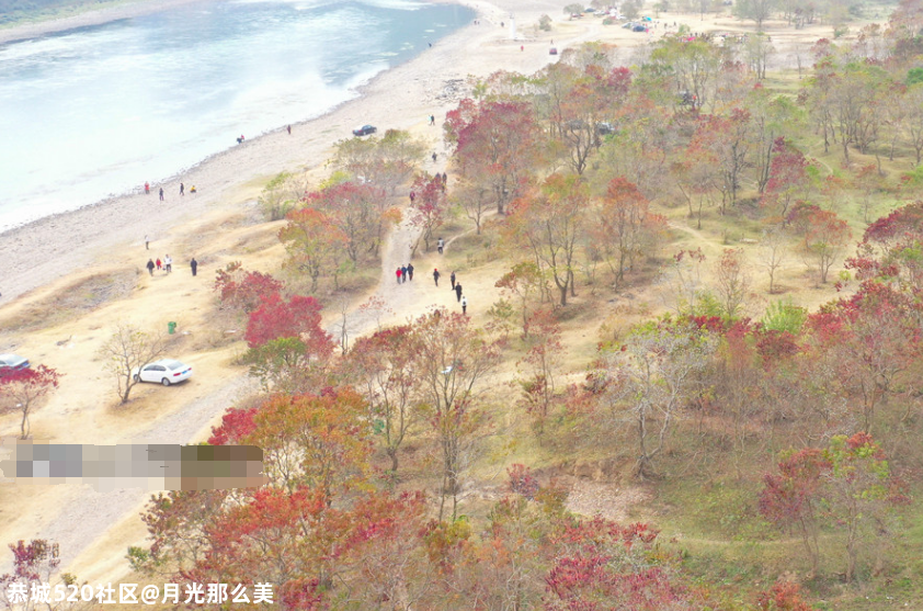 宛如彩霞的人间仙境，红叶尽染广西桂林的乌桕滩上，真美~433 / 作者:月光那么美 / 帖子ID:280269