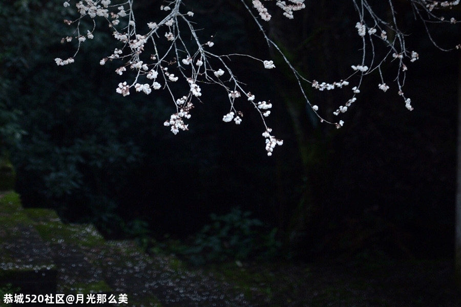 雅冬919 / 作者:月光那么美 / 帖子ID:280483