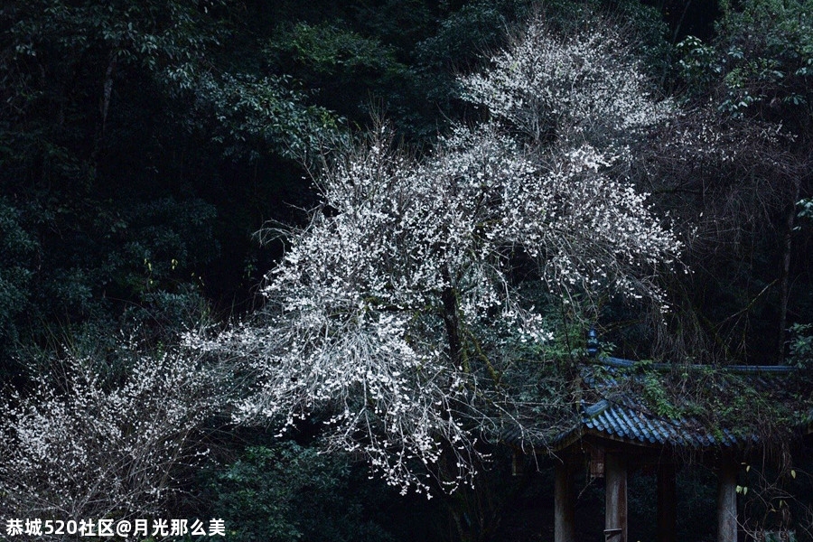 雅冬214 / 作者:月光那么美 / 帖子ID:280483