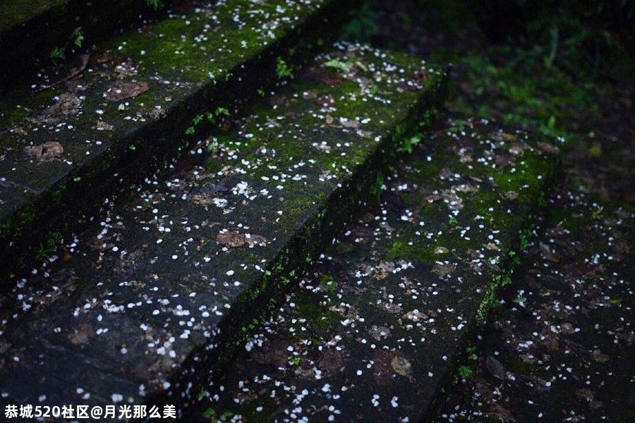 雅冬678 / 作者:月光那么美 / 帖子ID:280483