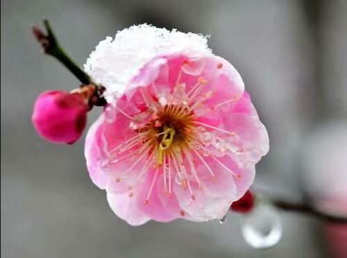 冬思393 / 作者:茶江飞雪 / 帖子ID:280560