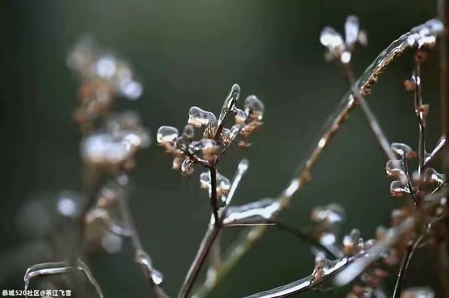 冬思438 / 作者:茶江飞雪 / 帖子ID:280560