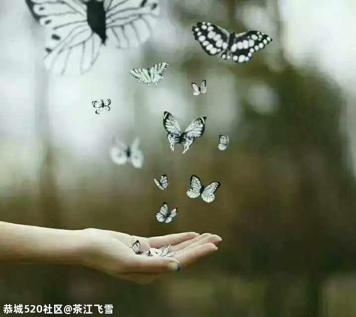 过往932 / 作者:茶江飞雪 / 帖子ID:281202