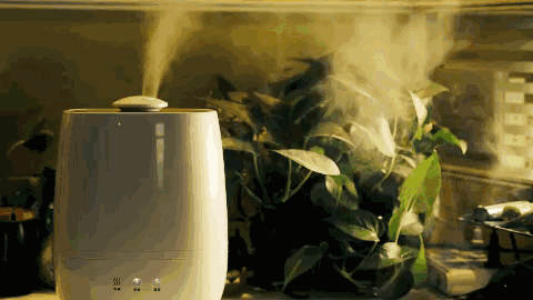 使用加湿器会引发肺炎？今天一次说清楚…2 / 作者:健康小天使 / 帖子ID:281351