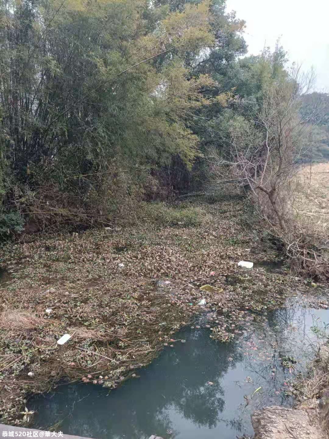 有人往西岭湖塘村河道投毒，请有关部门严查这种破坏生态环境的黑手987 / 作者:華大夫 / 帖子ID:281454