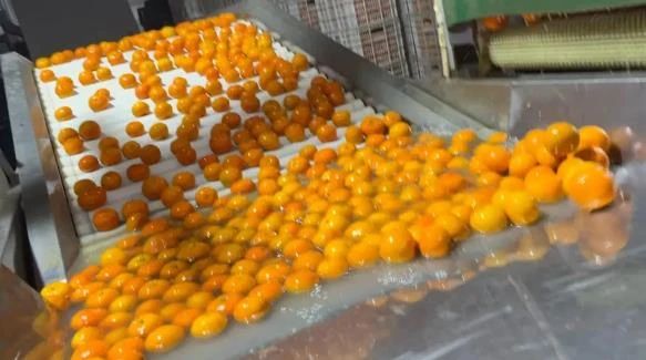 沃柑安全间隔期，必要吗？553 / 作者:分叉路口 / 帖子ID:283382