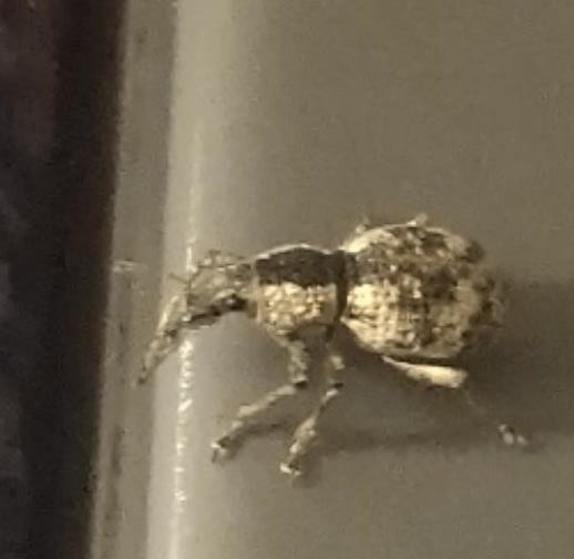 这个虫仔和我从恭城坐动车来了南宁824 / 作者:MDG / 帖子ID:284148