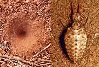 这个虫仔和我从恭城坐动车来了南宁244 / 作者:MDG / 帖子ID:284148