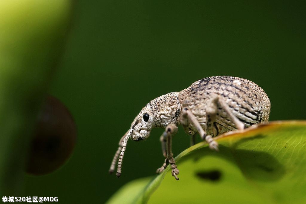 这个虫仔和我从恭城坐动车来了南宁176 / 作者:MDG / 帖子ID:284148