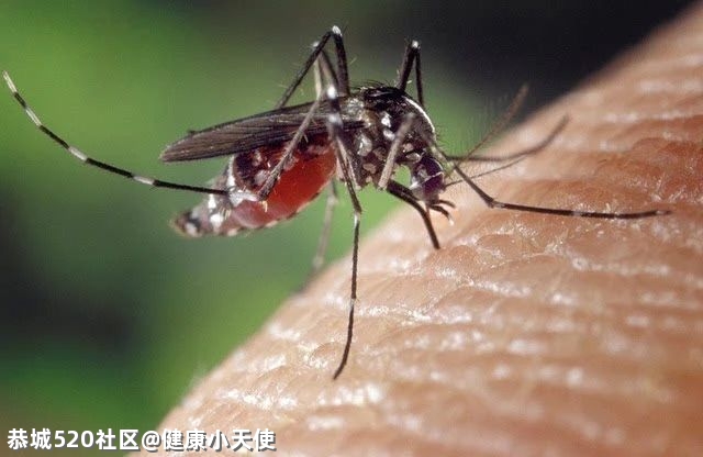 防止输入再传播，巩固消除疟疾成果26 / 作者:健康小天使 / 帖子ID:284703