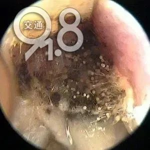 采耳撩出“蘑菇”？恭城人要小心！624 / 作者:健康小天使 / 帖子ID:284998