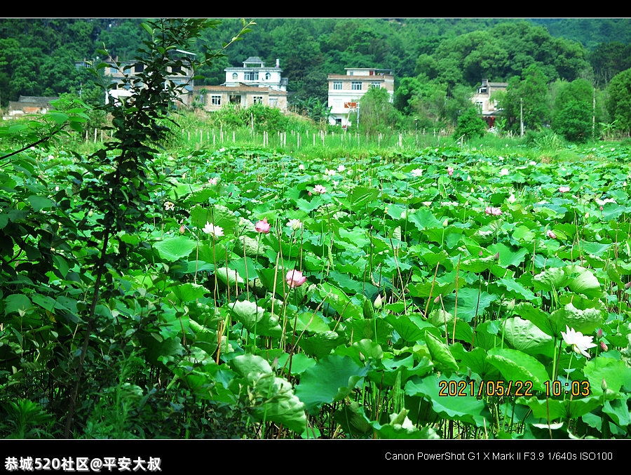 今年邓扒荷花开得早。19 / 作者:平安大叔 / 帖子ID:285555