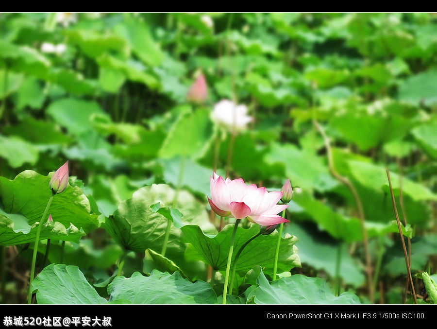 今年邓扒荷花开得早。251 / 作者:平安大叔 / 帖子ID:285555