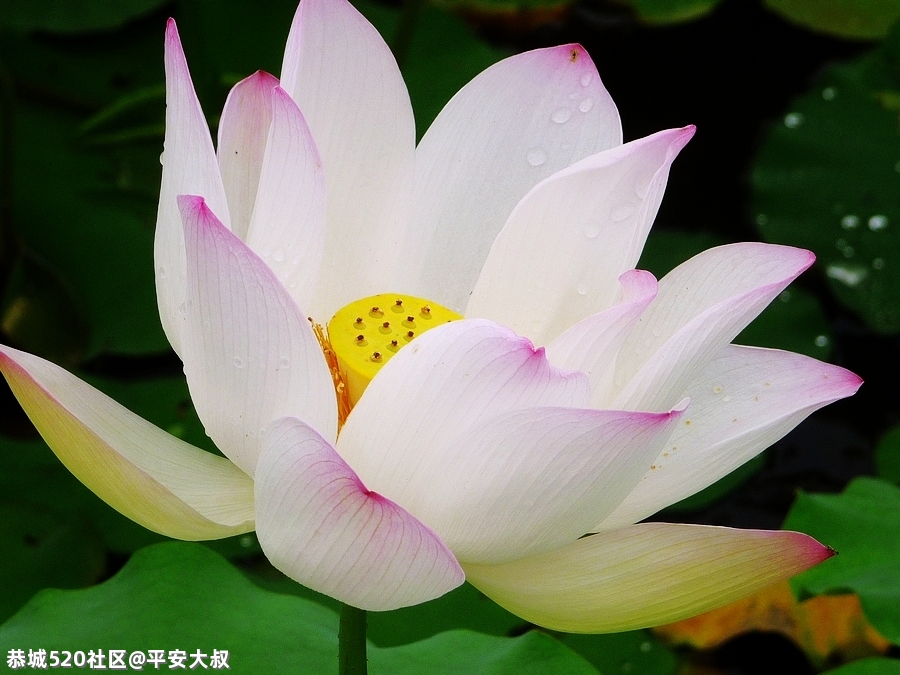 今年邓扒荷花开得早。665 / 作者:平安大叔 / 帖子ID:285555