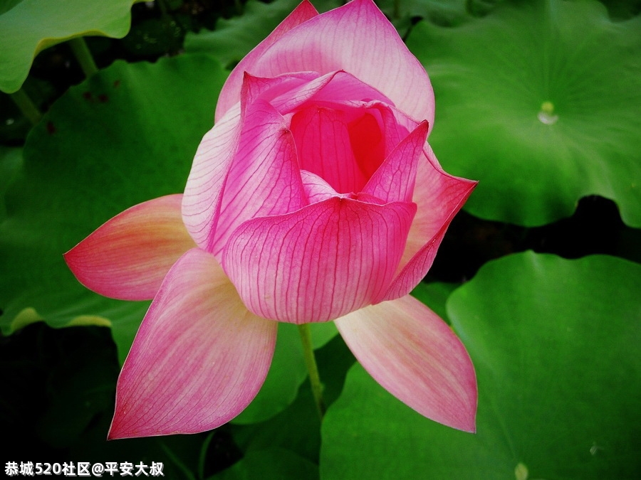 今年邓扒荷花开得早。227 / 作者:平安大叔 / 帖子ID:285555