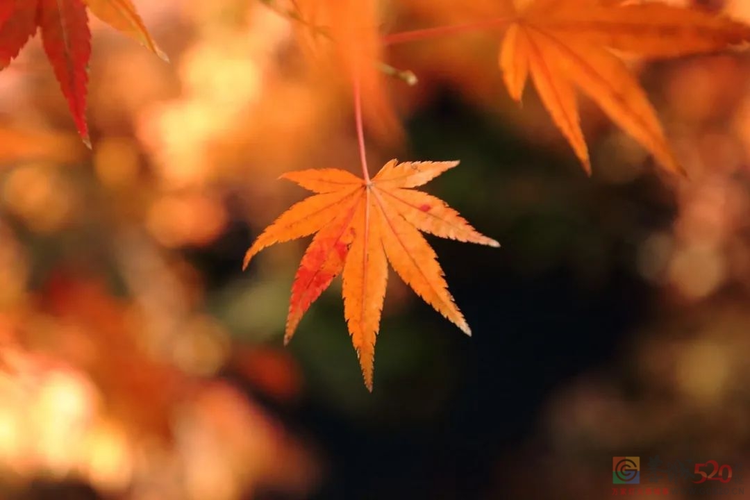 今日秋分815 / 作者:登山涉水 / 帖子ID:289107