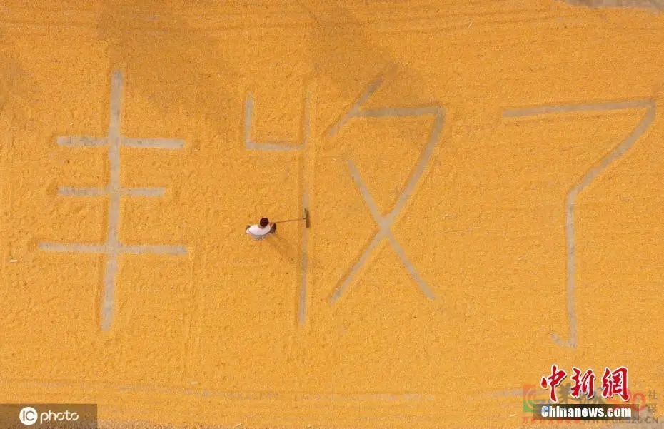 亿万中国农民，节日快乐！489 / 作者:登山涉水 / 帖子ID:289121