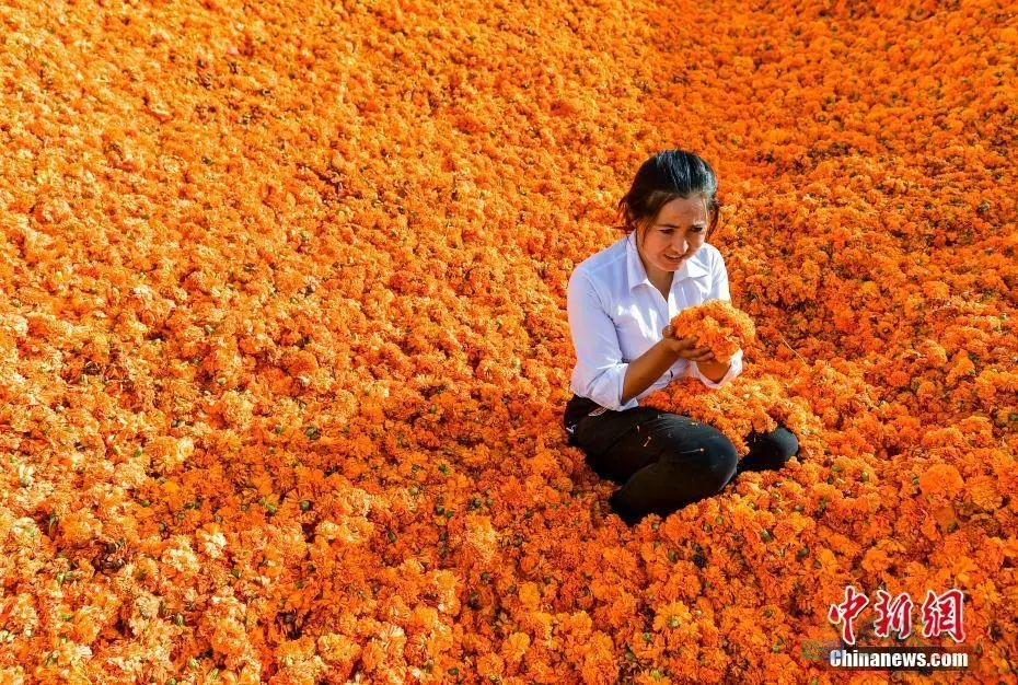 亿万中国农民，节日快乐！6 / 作者:登山涉水 / 帖子ID:289121