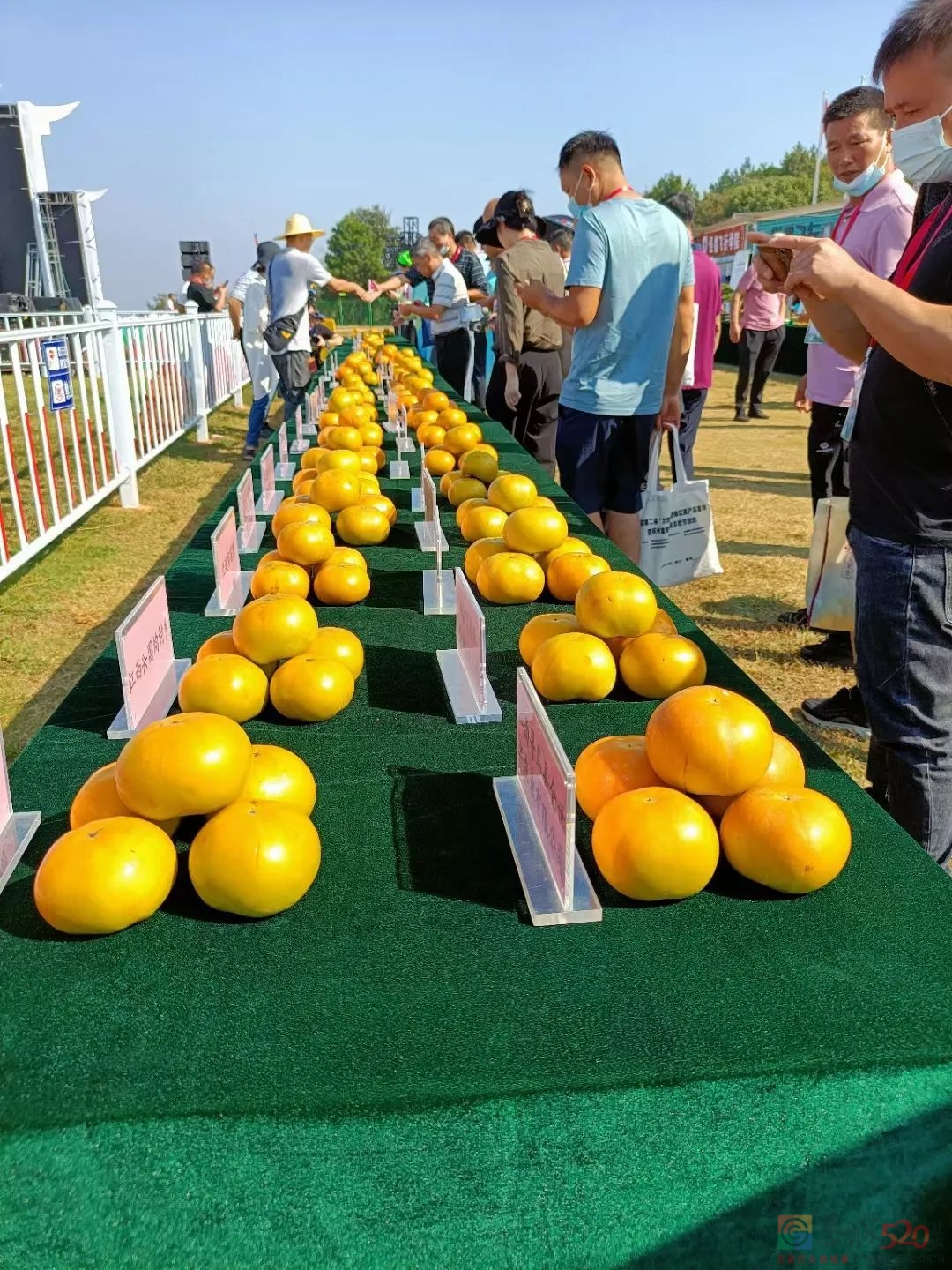 恭城甜柿在全国第二届“太秋”甜柿优质产品鉴评大会上荣获1金3银948 / 作者:论坛小编01 / 帖子ID:289481