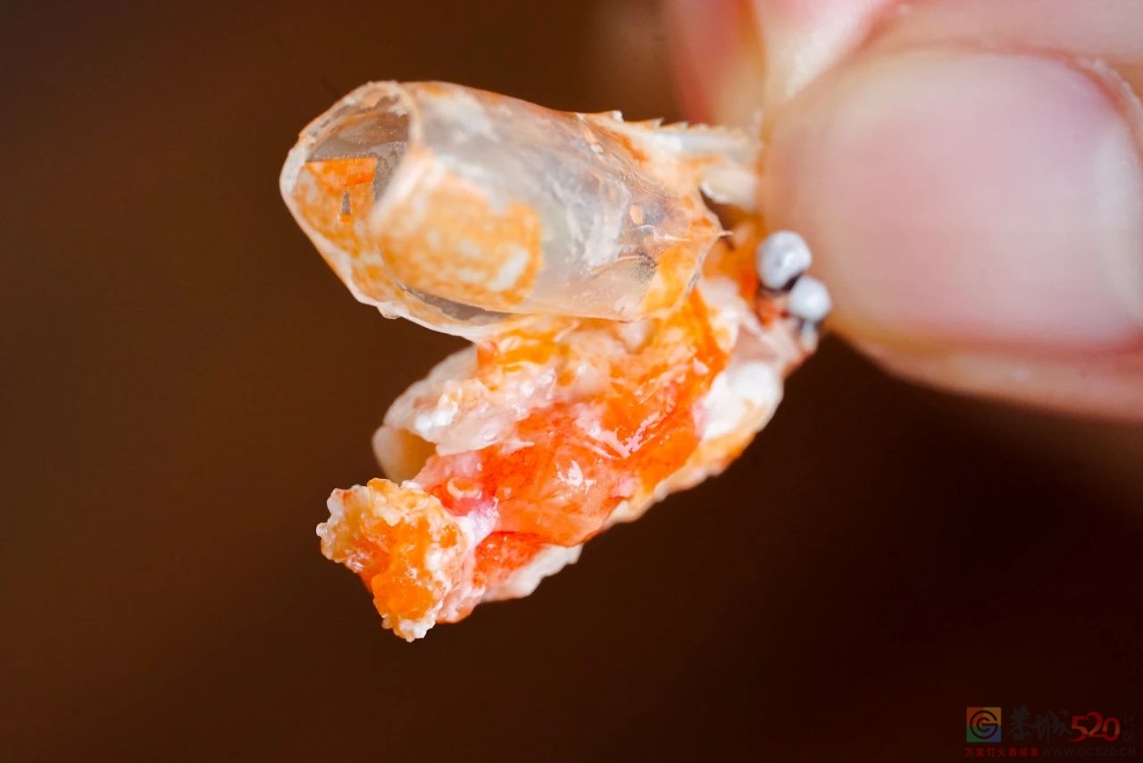 800只虾，26只蟹黄，成就1碗江南地表最强面。519 / 作者:爱生活爱美食 / 帖子ID:289669