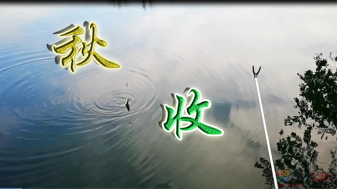 【原创】大家帮我看看这个是马尾骨还是清道夫？858 / 作者:MDG / 帖子ID:289834