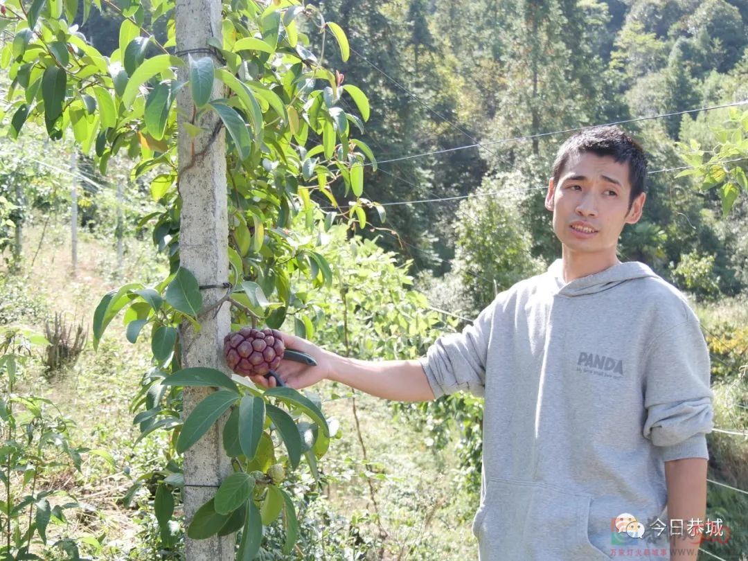 青山上长出“金”饭团 特色产业开辟致富新思路44 / 作者:论坛小编01 / 帖子ID:289906