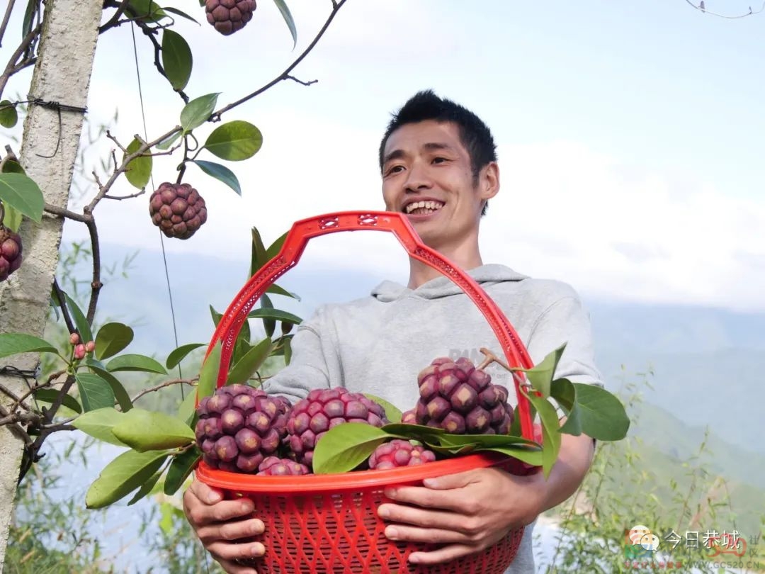 青山上长出“金”饭团 特色产业开辟致富新思路462 / 作者:论坛小编01 / 帖子ID:289906