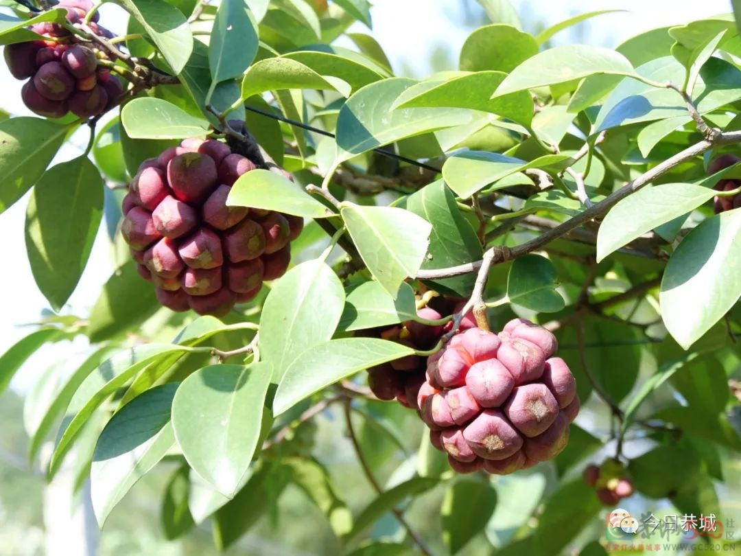 青山上长出“金”饭团 特色产业开辟致富新思路527 / 作者:论坛小编01 / 帖子ID:289906
