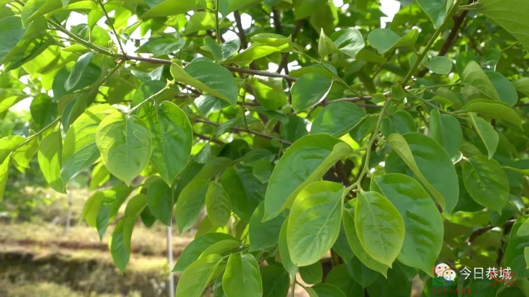 春来农户忙  小小柿叶变废为宝289 / 作者:论坛小编01 / 帖子ID:294080