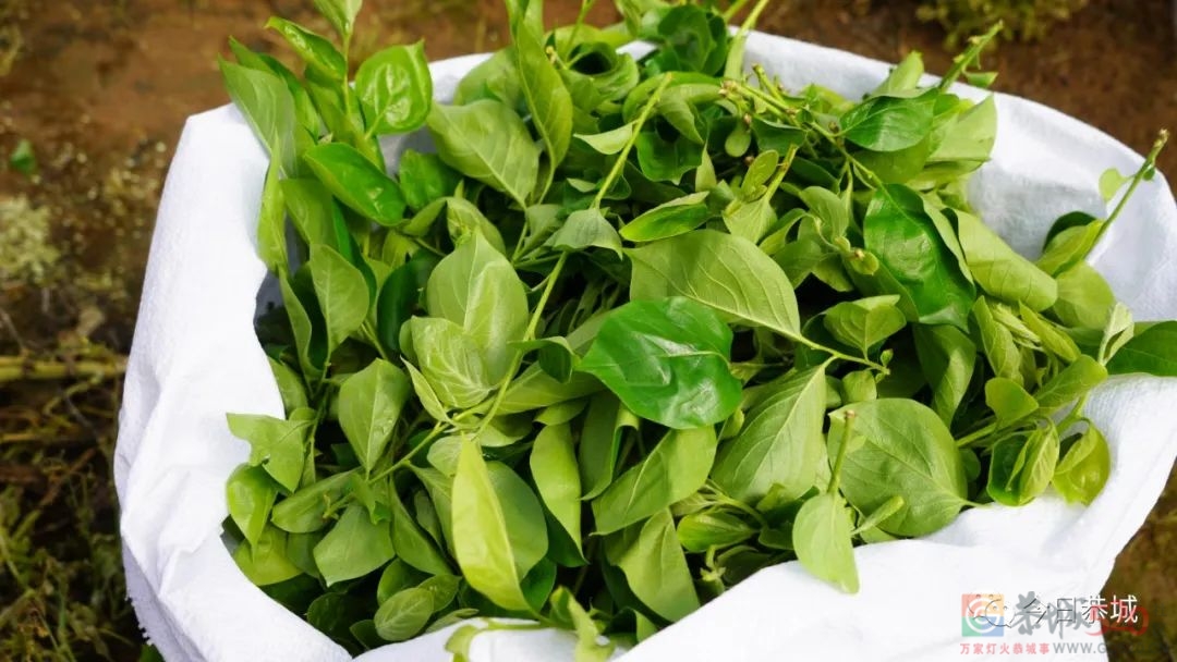 春来农户忙  小小柿叶变废为宝996 / 作者:论坛小编01 / 帖子ID:294080