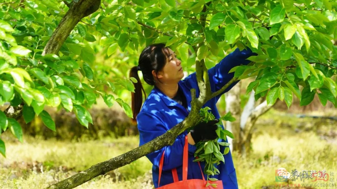 春来农户忙  小小柿叶变废为宝112 / 作者:论坛小编01 / 帖子ID:294080