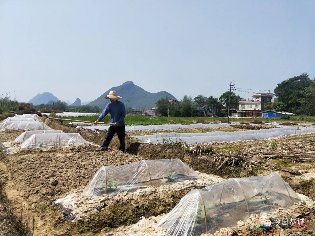 嘉会镇：村民种植西瓜增收忙928 / 作者:论坛小编01 / 帖子ID:294442
