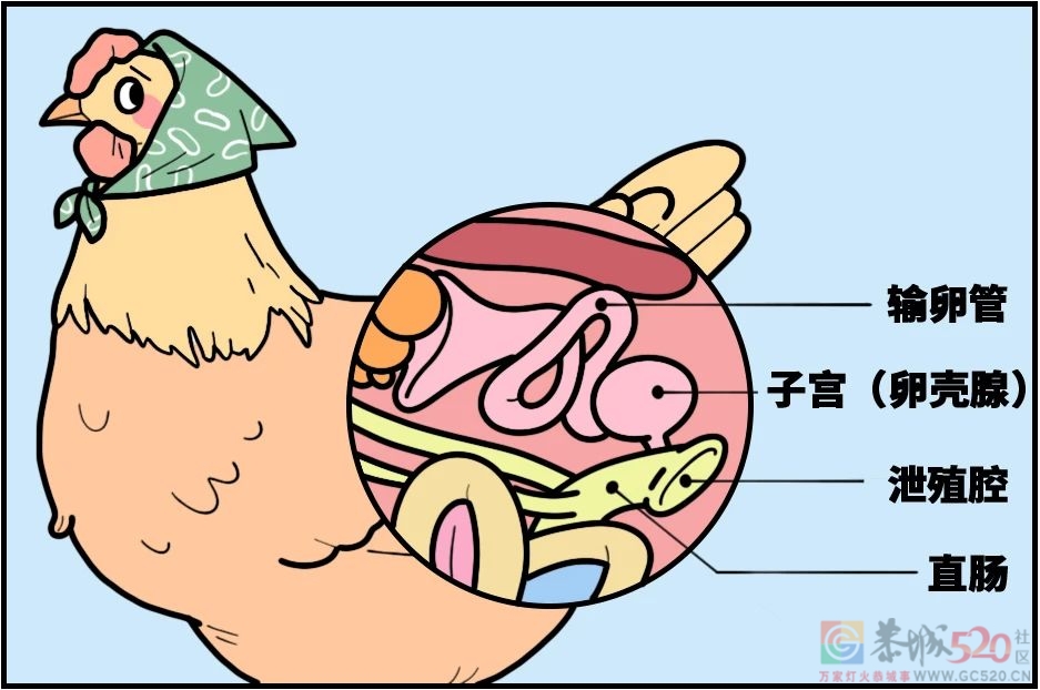 鸡蛋上最脏的东西可能被你吃进去了！（不是鸡屎）292 / 作者:健康小天使 / 帖子ID:294523