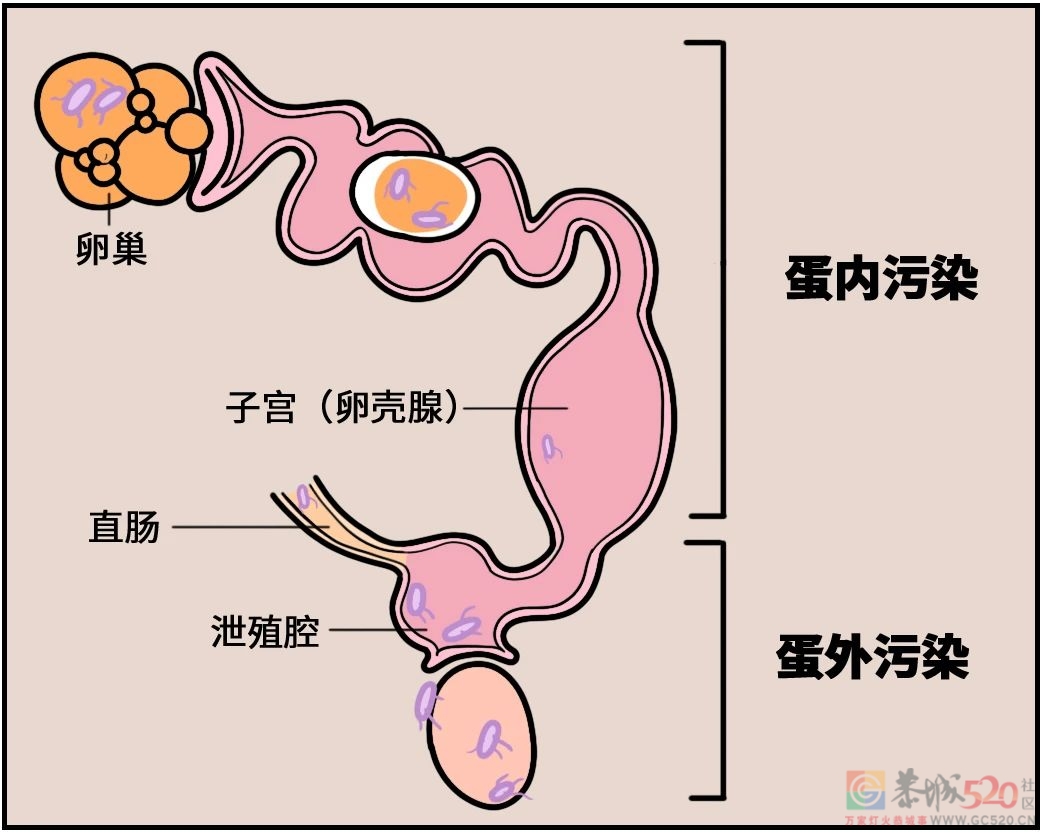鸡蛋上最脏的东西可能被你吃进去了！（不是鸡屎）667 / 作者:健康小天使 / 帖子ID:294523