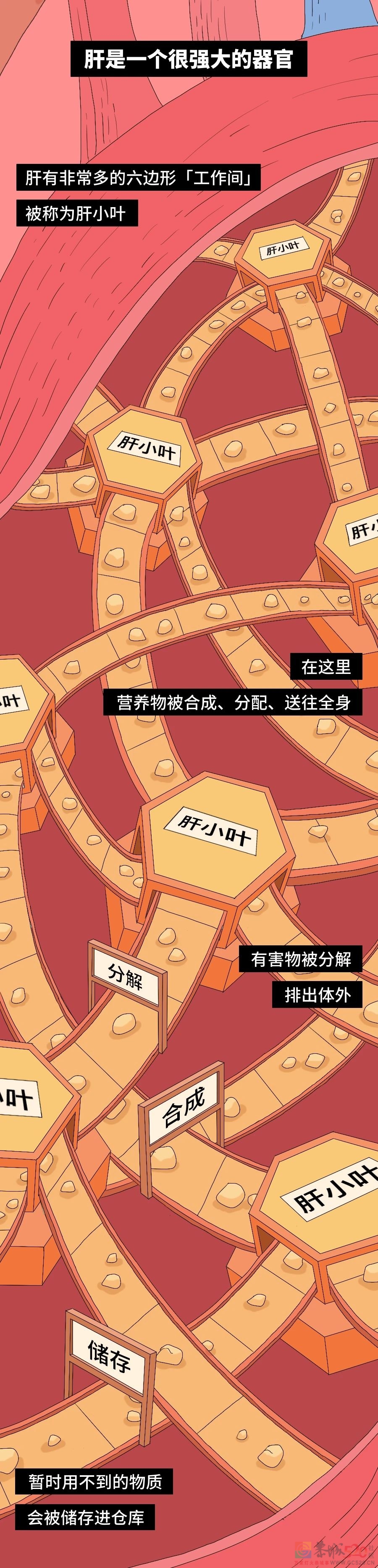 你的肝，就是这样被你累死的229 / 作者:健康小天使 / 帖子ID:294680